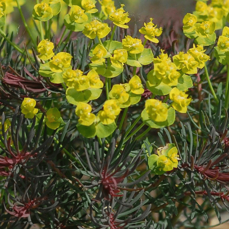 Des images de diffrentes plantes